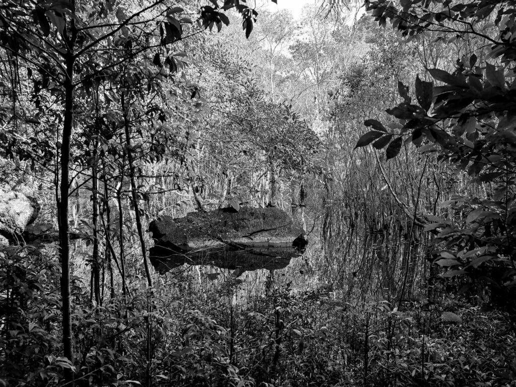 lender trees emerge lop-sided from a ground-consuming mass of dark water. © OIB, 2022